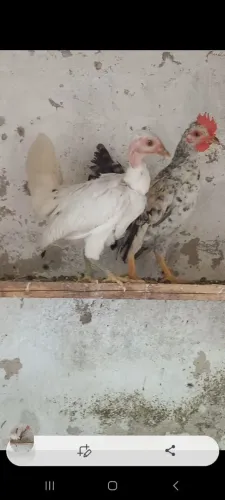 Galinha galinze mini caipirinha