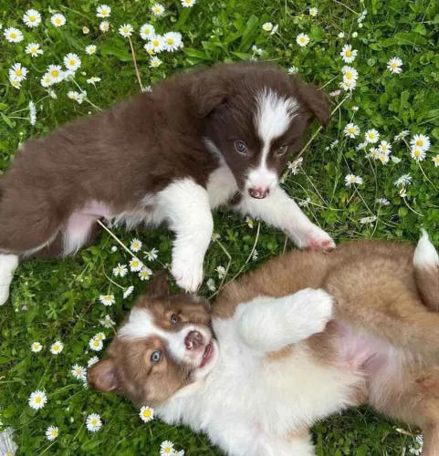 Filhote Border Collie, O filhotinho perfeito para você está aqui!