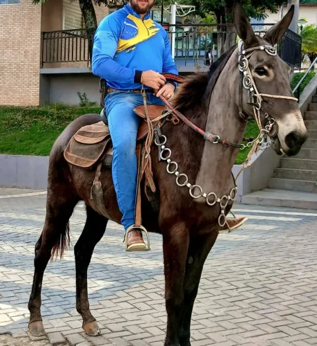 Mula de Patrão 