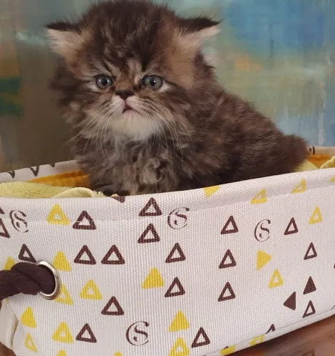 Filhotes Gatos Persa