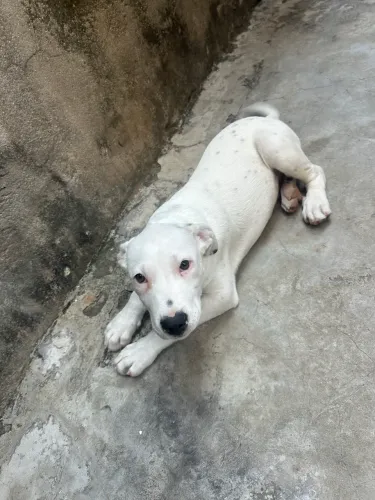 Filhote de Pitbull Branco - 3 Meses (Vacinado e Vermifugado)
