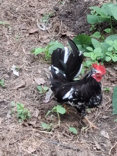 Galo Nagasaki de cor Black Motled