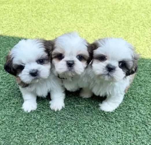 Shih Tzu enchendo seu lar de alegria