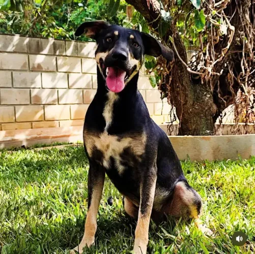 Cachorrinha muito dócil para adoção
