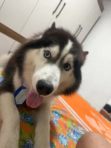 Husky disponível pra cruza 