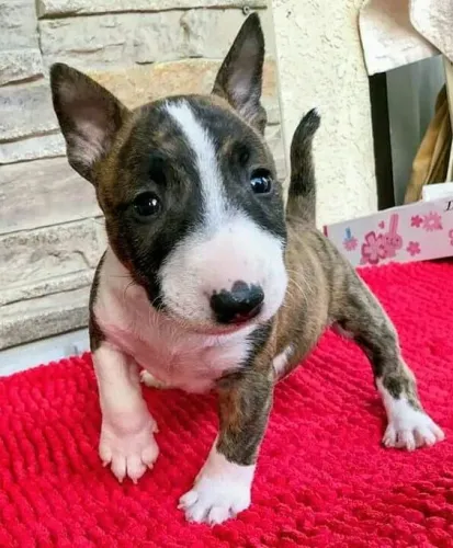 Bull Terrier Inglês Um vínculo que se forma naturalmente