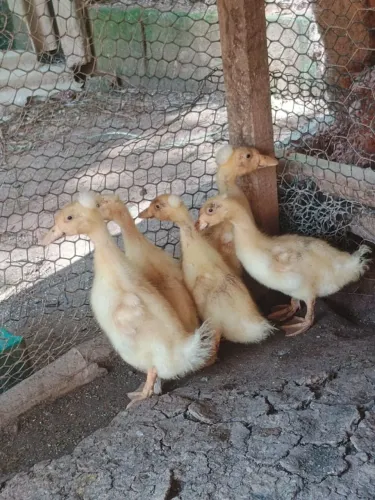 Marrequinho de pompom 