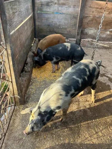 3 leitão e 1 matriz pra venda 
