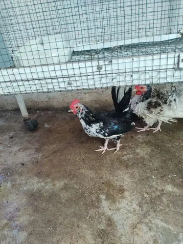 Vende se galinha e galo garnisé 