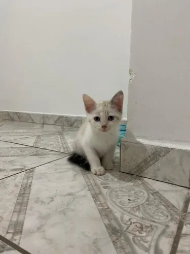 Doação de gatos