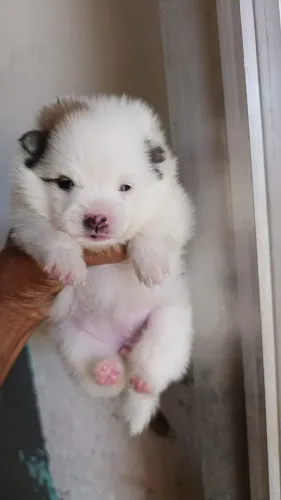 Lulu da Pomerânia