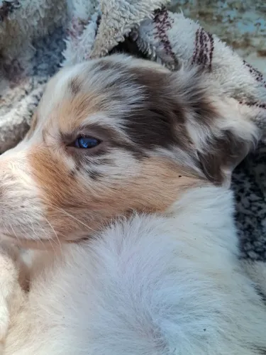 Filhotes de border collie