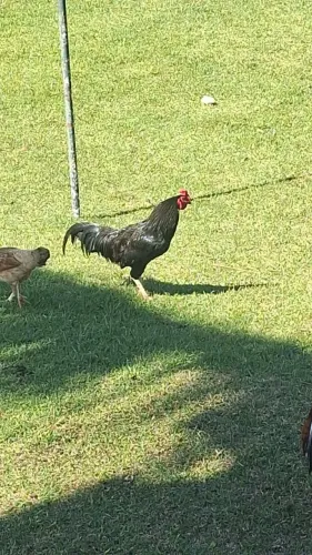 Galo índio