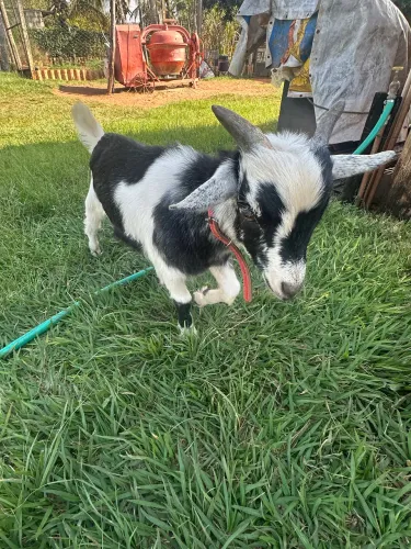 Mini cabra ( machinho )