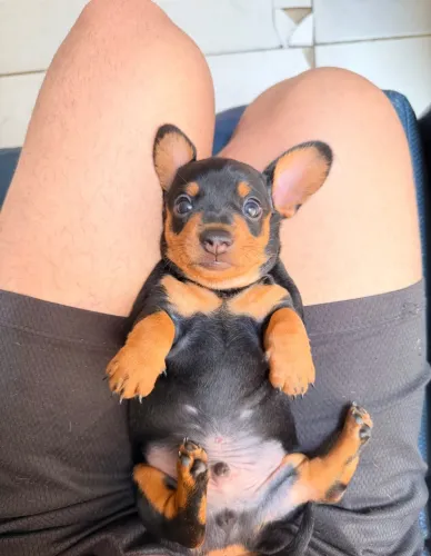 Filhote Dachshund Mini (salsicha)