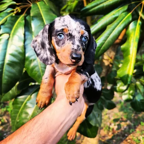 Teckel Mini Dachshund Salsicha Mofado Kaninchen 18x Cartão de Crédito
