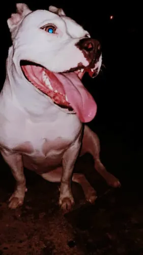 Filhotes de pitbull 