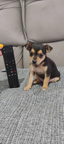 Vendo ou troco em filhote de Pit Bull