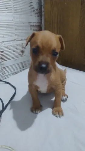 Vendo esse Pincher raça pura