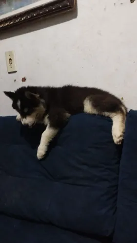 Vendo