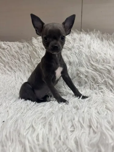 Chihuahuas