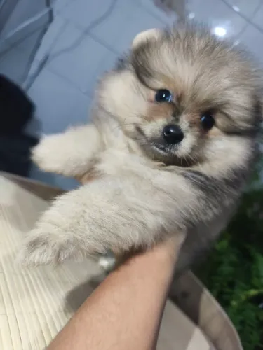Machinho de lulu