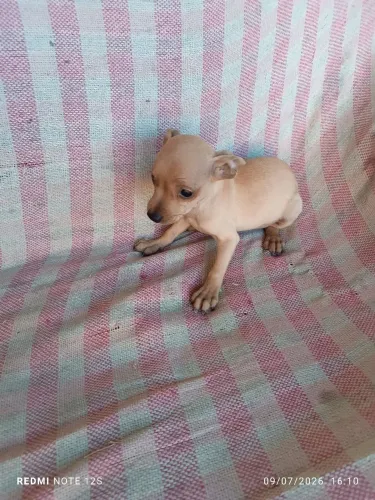 Vendo Pinscher Macho