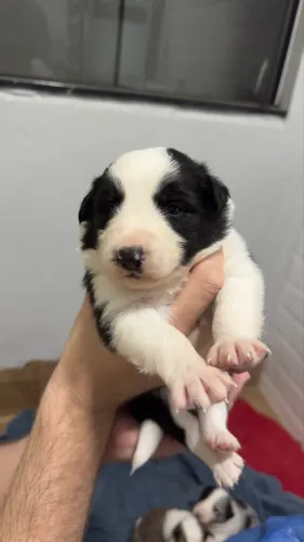 Border Collie