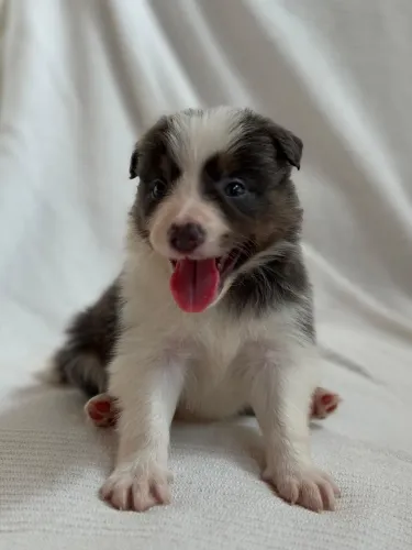FILHOTE DE BORDER COLLIE FÊMEA