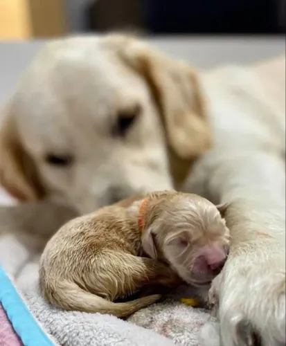 Golden retriever filhote