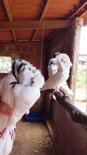 Galinhas 