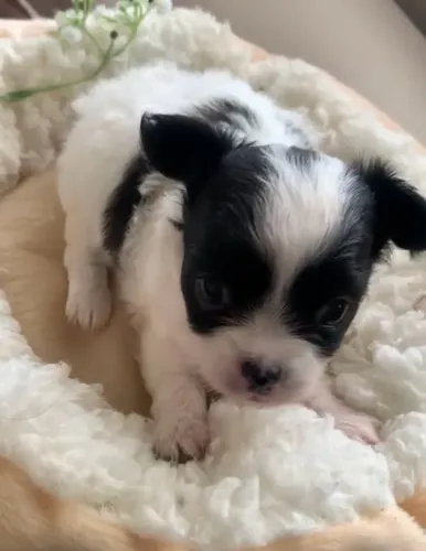 Chihuahua 