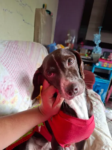 Cadela porte pequeno pra adoção (salsicha)