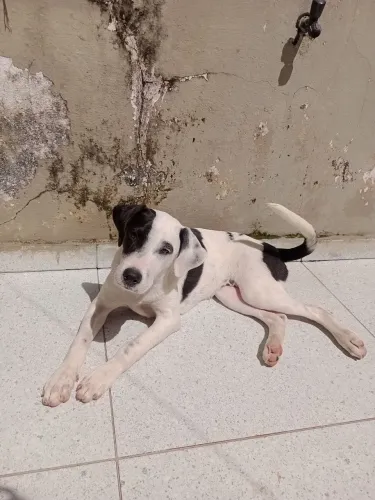 Cachorra para adoção responsável 