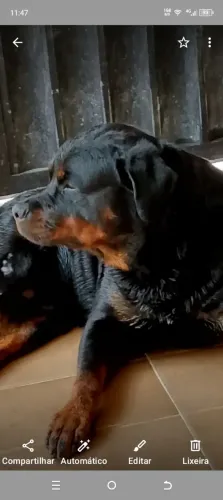 Rottweiler