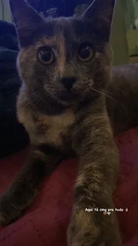 Gata castrada para adoção