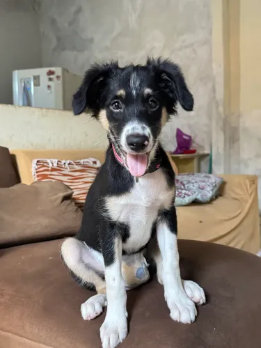Cachorrinha para doação
