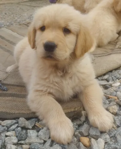 Golden Retriever (machos)BAIXOU! PREÇO DE OCASIÃO PARA OS 2 ÚLTIMOS FILHOTES.