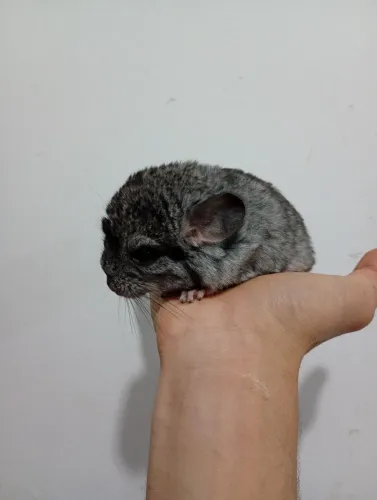 Filhotes de chinchila criatório malagutti