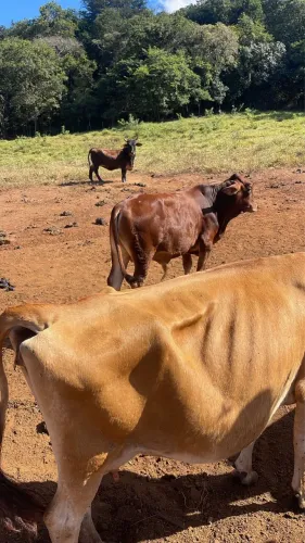 Vaca Jersey 