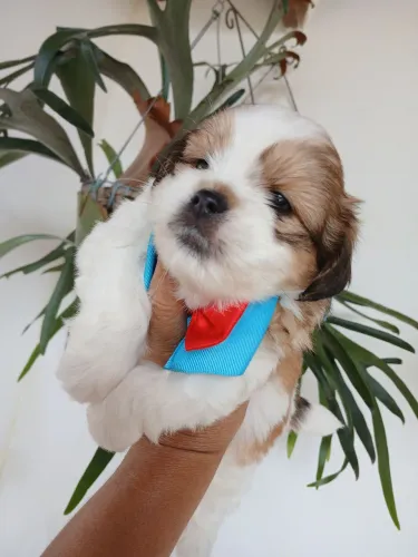 Machinho LHASA APSO