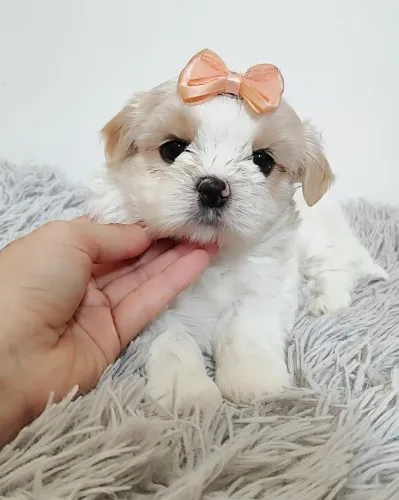 Shih tzu mini lindos 