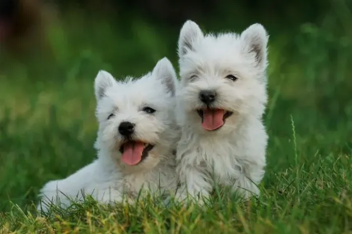 West Terrier Machos e Femeas 