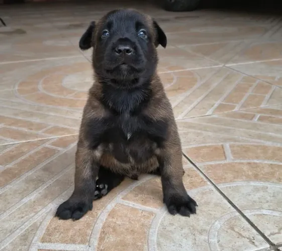 Pastor Belga Malinois