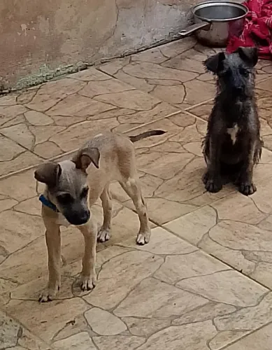 Filhotes para adoção 