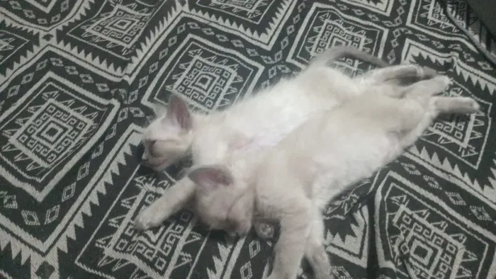 Gatinhos pra adoção
