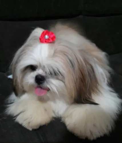 Filhotes fêmeas Shihtzu