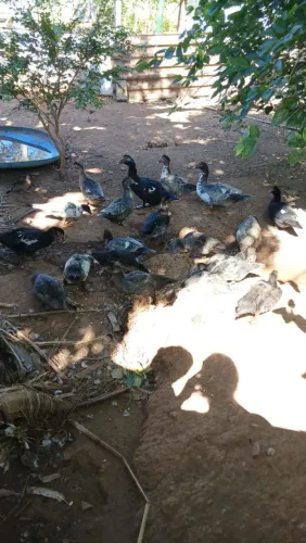 Vende--se 15 patos