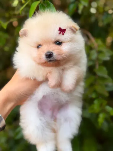 Spitz alemão anão fêmeas verdadeiras ursinhas