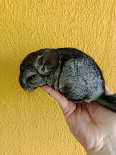 Chinchila (filhote macho)